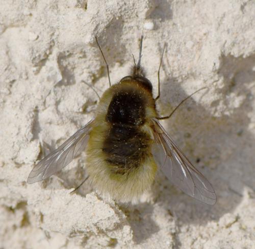 Réf. 249 031 : Bombylius trichurus